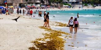 Tourists walk down a Riviera Maya beach past piles of sargassum seaweed