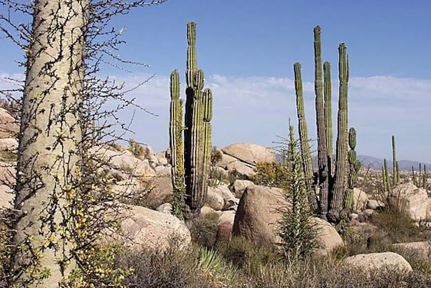 Baja California desert