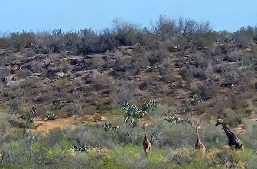 The most recent image of three giraffes roaming rural Coahuila. 