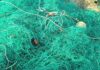 An illegal fishing net used to fish totoaba