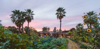 One day in San José del Cabo needs something from this list