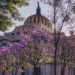 The Palacio de Bellas Artes surrounded by blooming jacaranda trees