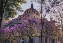 The Palacio de Bellas Artes surrounded by blooming jacaranda trees