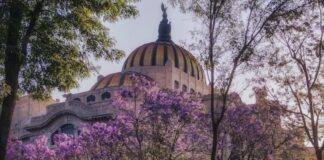 The Palacio de Bellas Artes surrounded by blooming jacaranda trees