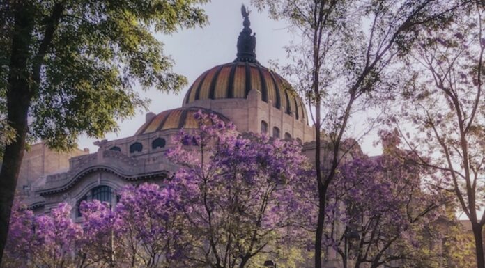 The Palacio de Bellas Artes surrounded by blooming jacaranda trees