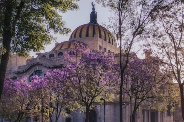 The Palacio de Bellas Artes surrounded by blooming jacaranda trees