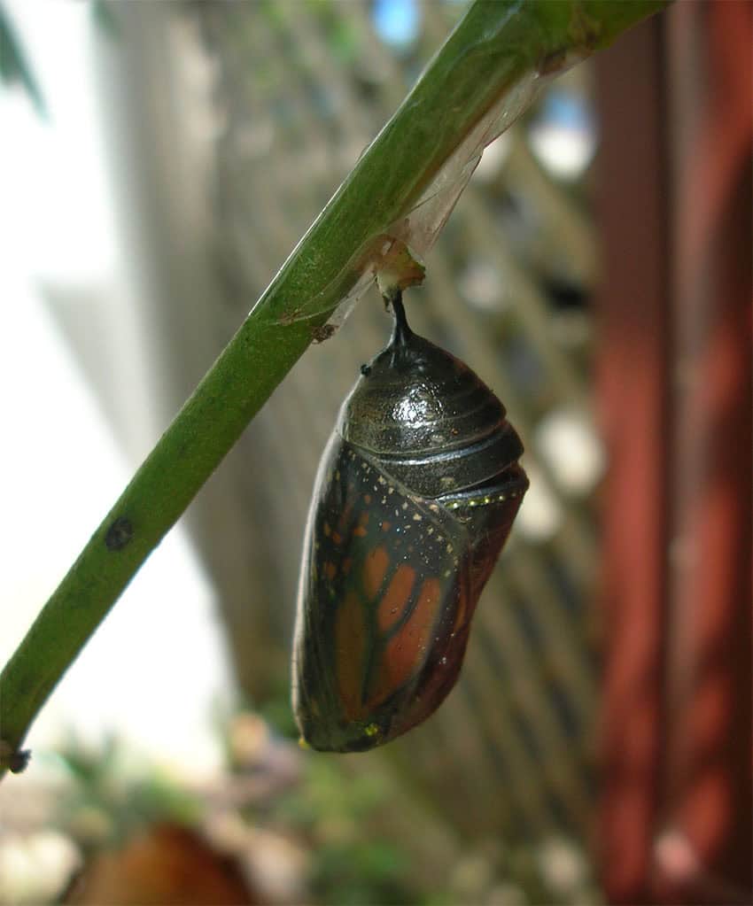 A monarch chrysalis