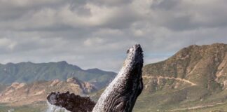 A grey whale leaps out of the water in Baja California Sur