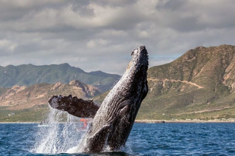 What’s new in Baja California Sur? What’s new in Baja California Sur?