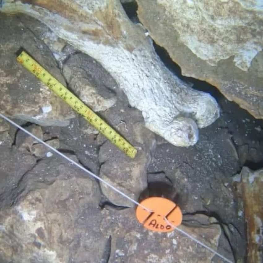 A white fossilized bone, one of many fossils found in the Yucatán cenote.