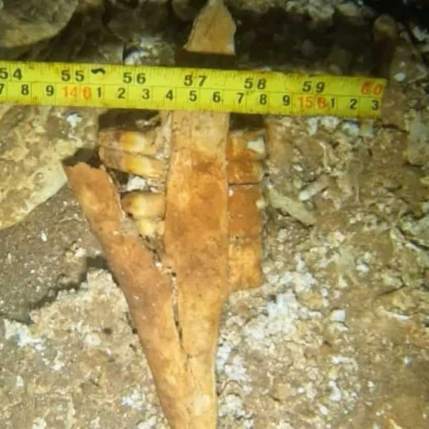 A yellow fossil, which appears to be a jaw bone, next to a ruler.