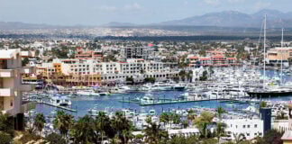 A view of the Los Cabos marina, surrounded by palm trees with condos in the background