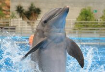 A generic frolicking dolphin.