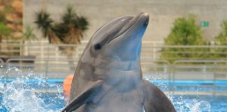 A generic frolicking dolphin.