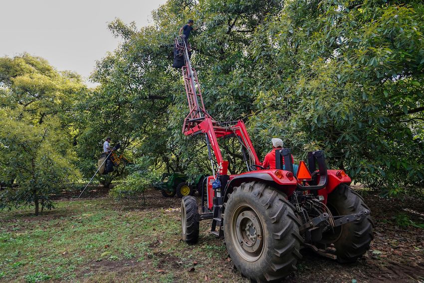 avocado farmers in Michoacán