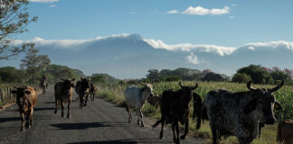 Cattle walk down a rural road in Chiapas