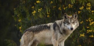 A mexican wolf