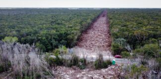 A clear-cut strip of land cuts through the jungle along the Maya Train route in Yucatán