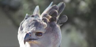 the harpy eagle