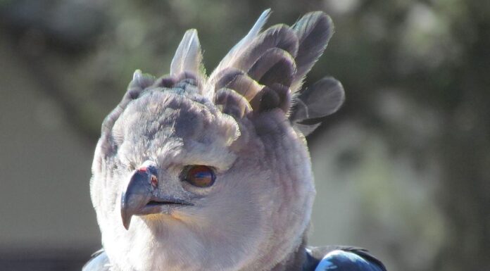 the harpy eagle