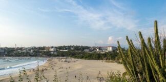 A view of Puerto Escondido and a beach with a cactus in the foreground