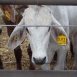 A white cow (livestock) with an ear tag looks through a fence