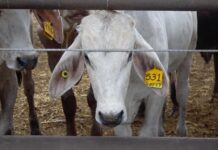 A white cow (livestock) with an ear tag looks through a fence