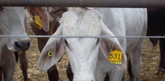 A white cow (livestock) with an ear tag looks through a fence