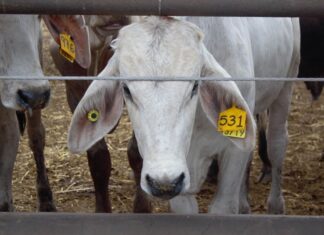 A white cow (livestock) with an ear tag looks through a fence