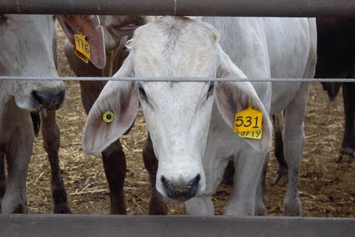 A white cow (livestock) with an ear tag looks through a fence