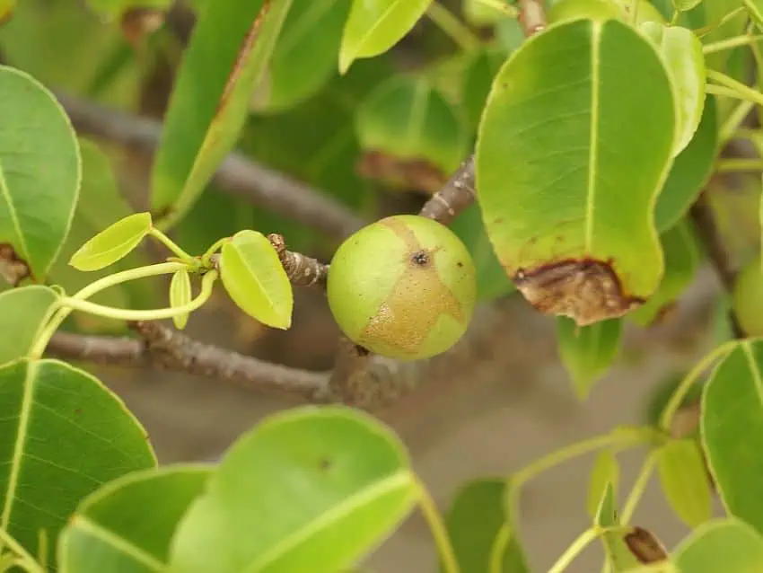 Fruit and leaves of the machineel tree, a poisonous plant in mexico
