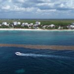 A boat navigates a large seaweed patch off coast