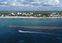 A boat navigates a large seaweed patch off coast