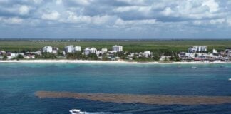 A boat navigates a large seaweed patch off coast