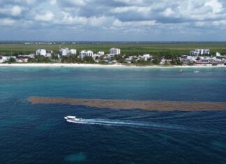 A boat navigates a large seaweed patch off coast
