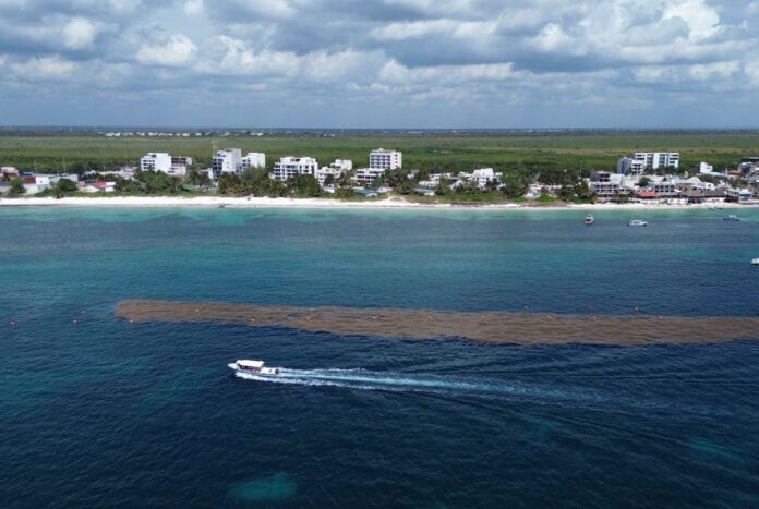 A boat navigates a large seaweed patch off coast