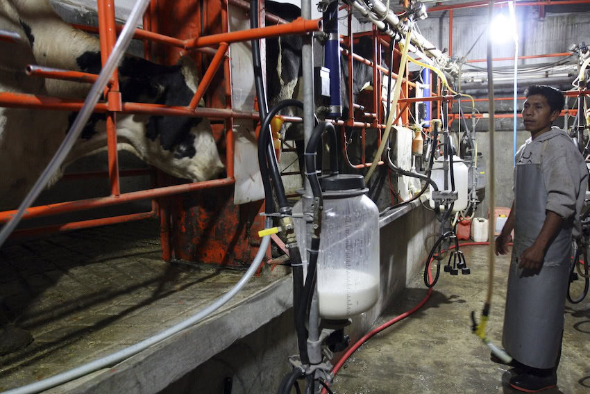 dairy milking station