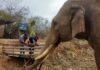 An elephant at the Ostok sanctuary.