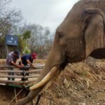 An elephant at the Ostok sanctuary.