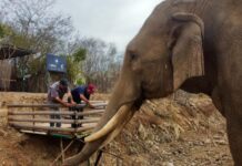 An elephant at the Ostok sanctuary.