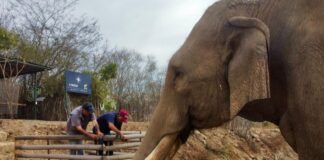 An elephant at the Ostok sanctuary.
