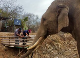 An elephant at the Ostok sanctuary.