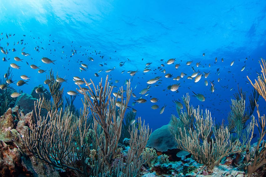 Fish swim through a coral reef in the crystal-clear turquoise waters of the Riviera Maya