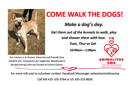 Come Walk the Dogs!  [] Yo ❤️ Animalitos SMA