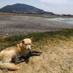 a dog lies down by a dry reservoir