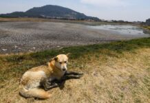 a dog lies down by a dry reservoir