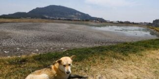 a dog lies down by a dry reservoir