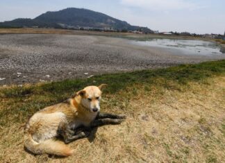 a dog lies down by a dry reservoir