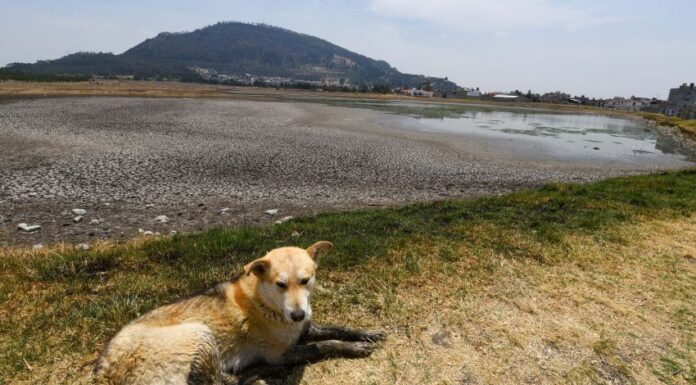 a dog lies down by a dry reservoir
