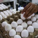 A hand picks an egg out of a carton